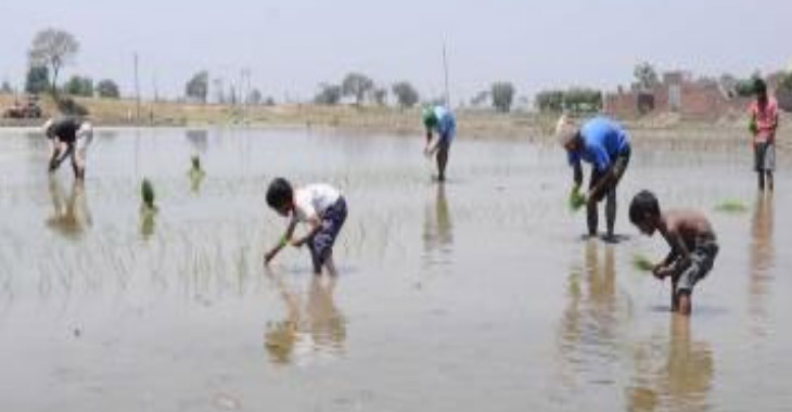 Sufficient seed supply for the next planting season