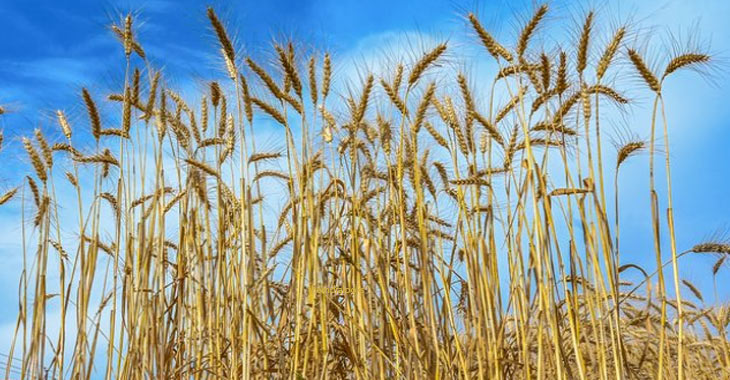 Food costs will increase if the West Asia crisis lasts longer than 40 days