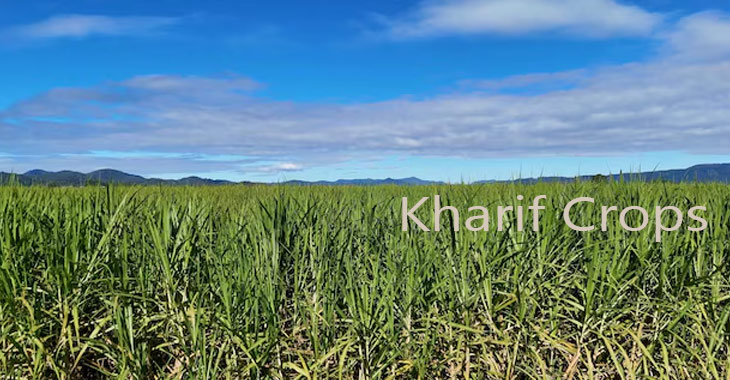 Cabinet approves the MSP rise for 14 kharif crops