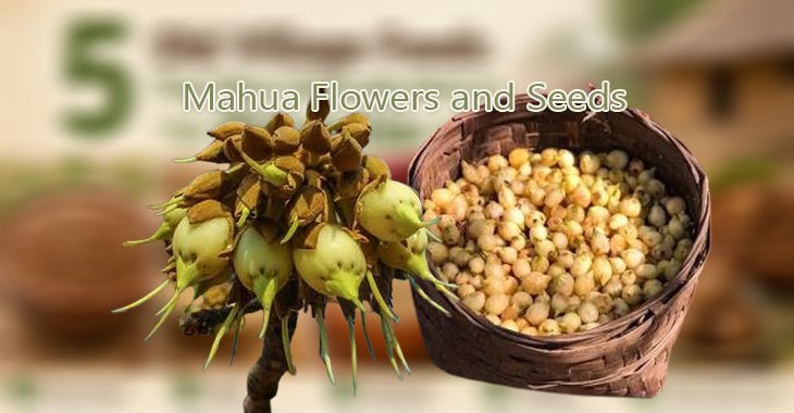 Mahua Flowers and Seeds: A Traditional Food Beyond the Familiar Uses