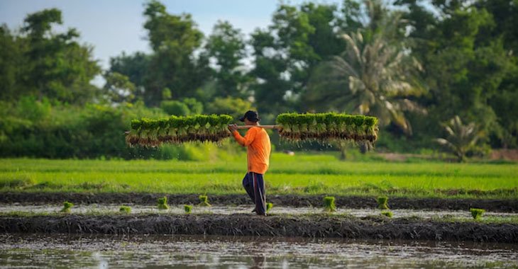 India's Monsoon Improves, Eases Kharif Crop Risks